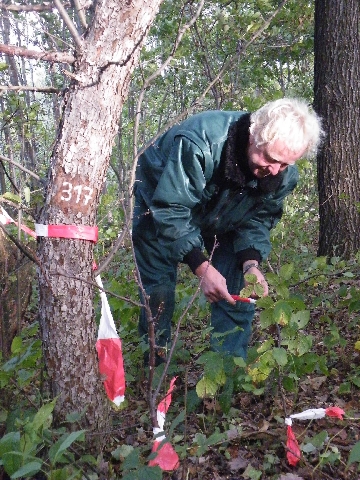 Sicherung von Naturverjüngung